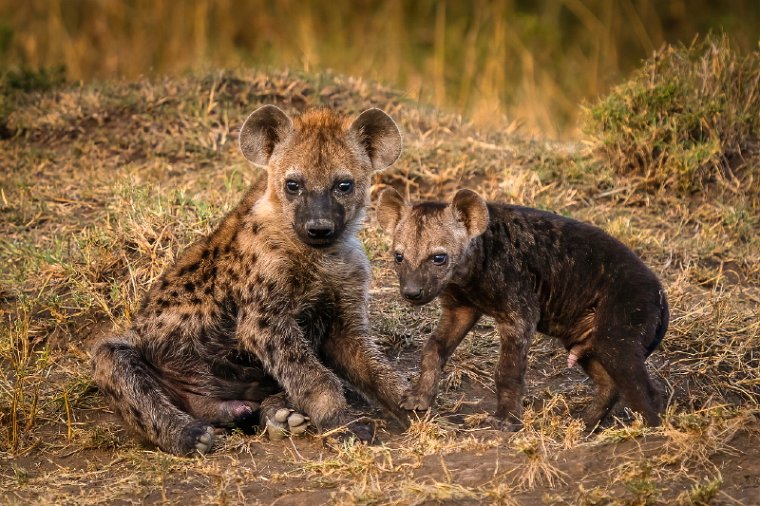 068 Masai Mara.jpg